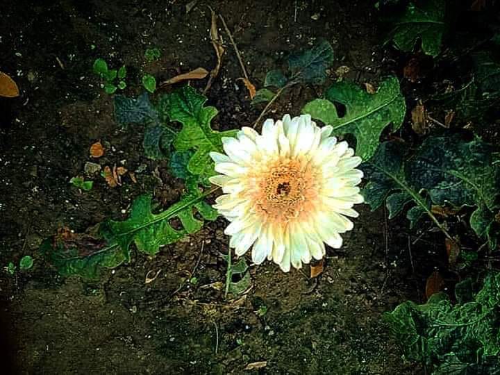 Gerbera Flower